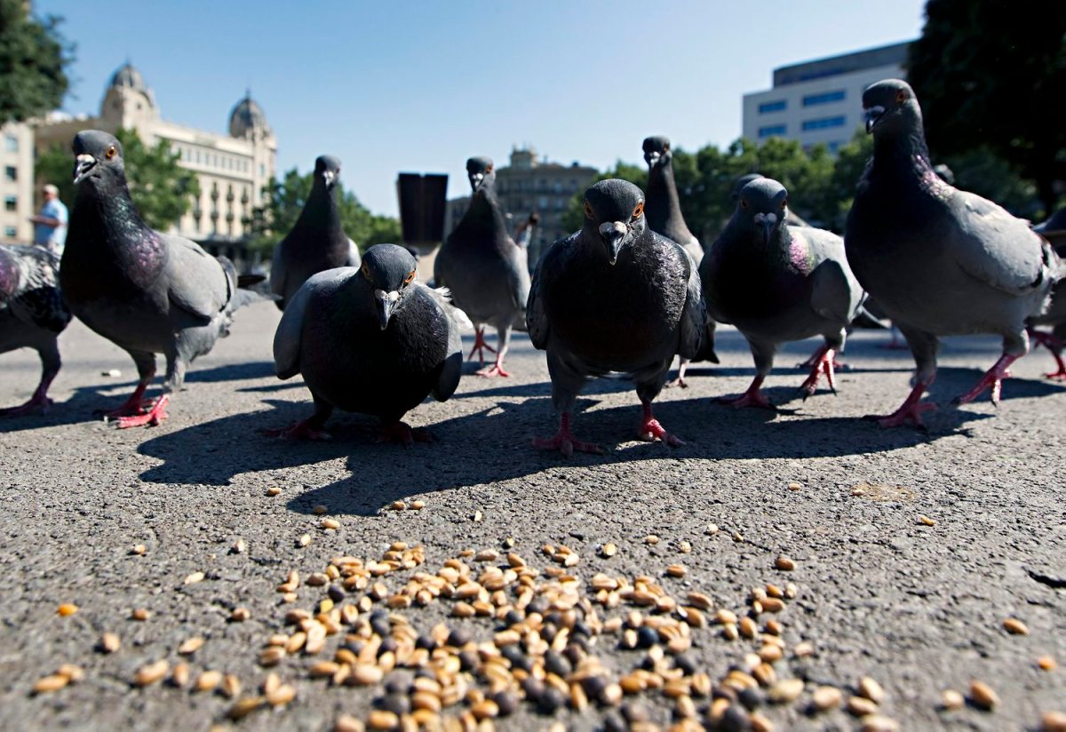 El PDeCAT pregunta al govern Colau qui va ordenar captures i eliminació de coloms a Pl. Catalunya i si és compatible amb el mètode ètic de control&nbsp;d’aus
